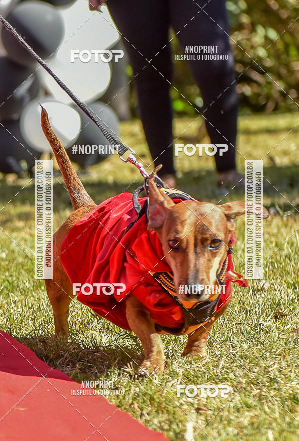 Buy your photos of the event5 Encontro Oficial de Dachshunds e Concurso de Fantasias do Clube dos Salsichanos de Ribeiro Preto/SP on Fotop