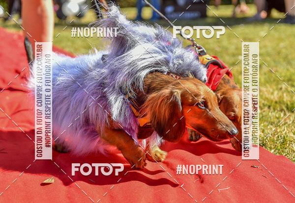 Buy your photos of the event5 Encontro Oficial de Dachshunds e Concurso de Fantasias do Clube dos Salsichanos de Ribeiro Preto/SP on Fotop