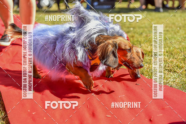 Buy your photos of the event5 Encontro Oficial de Dachshunds e Concurso de Fantasias do Clube dos Salsichanos de Ribeiro Preto/SP on Fotop