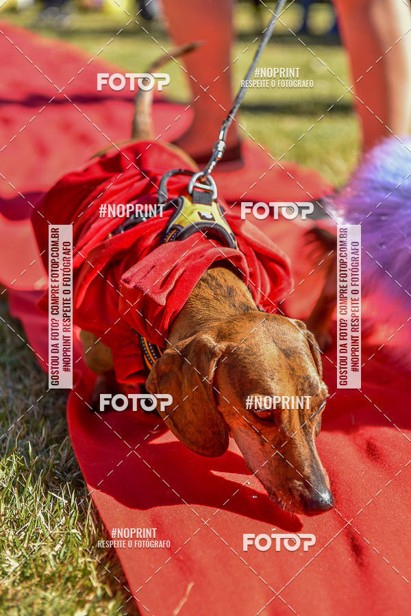 Buy your photos of the event5 Encontro Oficial de Dachshunds e Concurso de Fantasias do Clube dos Salsichanos de Ribeiro Preto/SP on Fotop