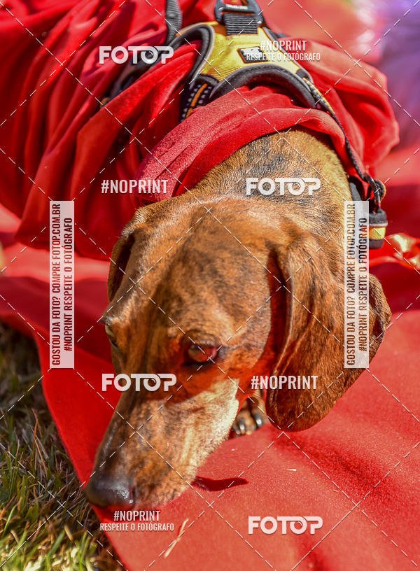 Buy your photos of the event5 Encontro Oficial de Dachshunds e Concurso de Fantasias do Clube dos Salsichanos de Ribeiro Preto/SP on Fotop