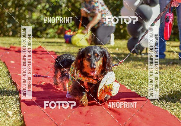 Buy your photos of the event5 Encontro Oficial de Dachshunds e Concurso de Fantasias do Clube dos Salsichanos de Ribeiro Preto/SP on Fotop