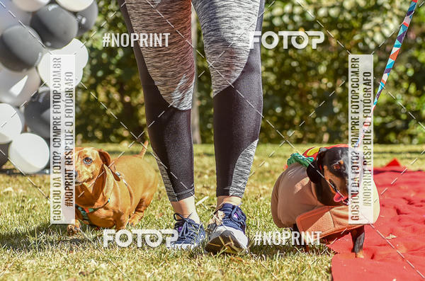 Buy your photos of the event5 Encontro Oficial de Dachshunds e Concurso de Fantasias do Clube dos Salsichanos de Ribeiro Preto/SP on Fotop