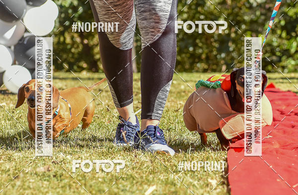 Buy your photos of the event5 Encontro Oficial de Dachshunds e Concurso de Fantasias do Clube dos Salsichanos de Ribeiro Preto/SP on Fotop