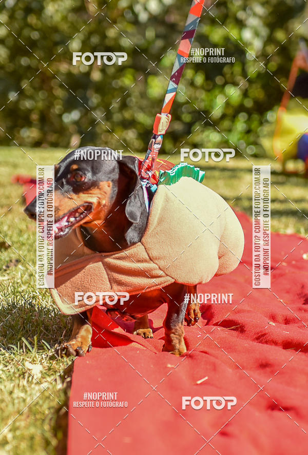Buy your photos of the event5 Encontro Oficial de Dachshunds e Concurso de Fantasias do Clube dos Salsichanos de Ribeiro Preto/SP on Fotop
