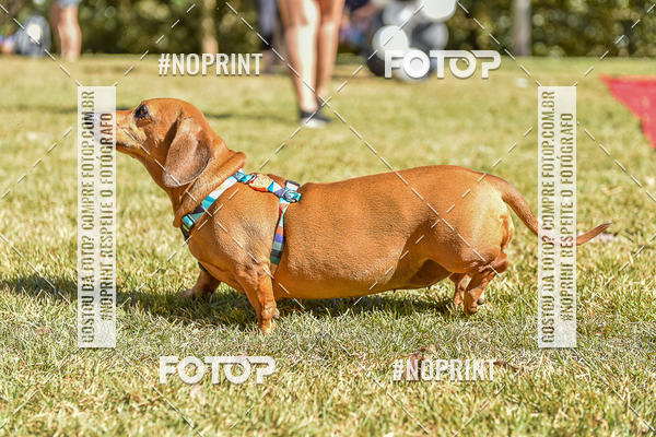 Buy your photos of the event5 Encontro Oficial de Dachshunds e Concurso de Fantasias do Clube dos Salsichanos de Ribeiro Preto/SP on Fotop