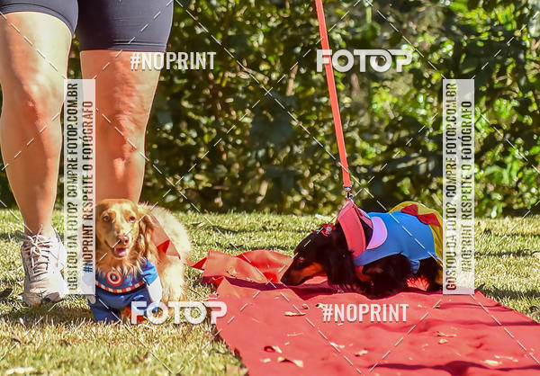 Buy your photos of the event5 Encontro Oficial de Dachshunds e Concurso de Fantasias do Clube dos Salsichanos de Ribeiro Preto/SP on Fotop