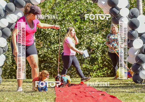 Buy your photos of the event5 Encontro Oficial de Dachshunds e Concurso de Fantasias do Clube dos Salsichanos de Ribeiro Preto/SP on Fotop