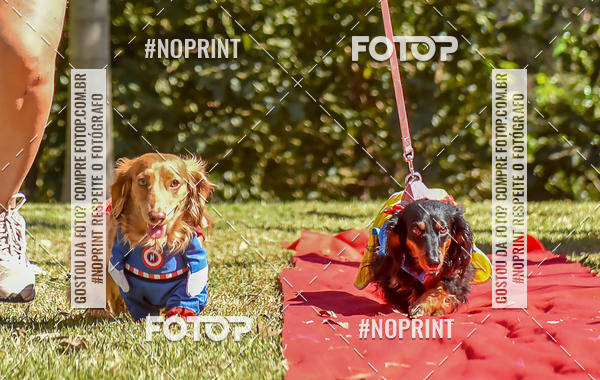 Buy your photos of the event5 Encontro Oficial de Dachshunds e Concurso de Fantasias do Clube dos Salsichanos de Ribeiro Preto/SP on Fotop