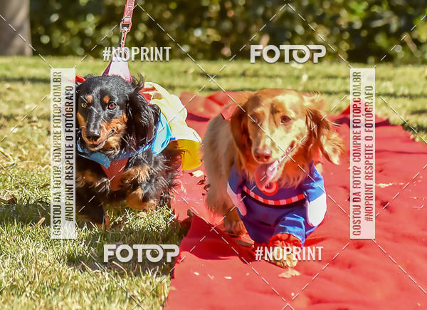 Buy your photos of the event5 Encontro Oficial de Dachshunds e Concurso de Fantasias do Clube dos Salsichanos de Ribeiro Preto/SP on Fotop