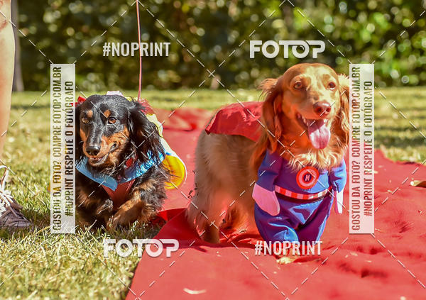 Buy your photos of the event5 Encontro Oficial de Dachshunds e Concurso de Fantasias do Clube dos Salsichanos de Ribeiro Preto/SP on Fotop