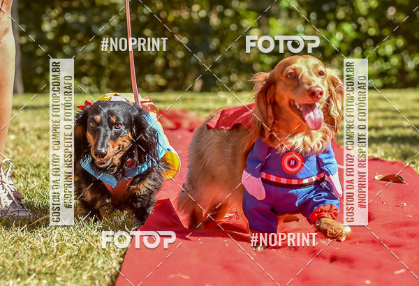 Buy your photos of the event5 Encontro Oficial de Dachshunds e Concurso de Fantasias do Clube dos Salsichanos de Ribeiro Preto/SP on Fotop
