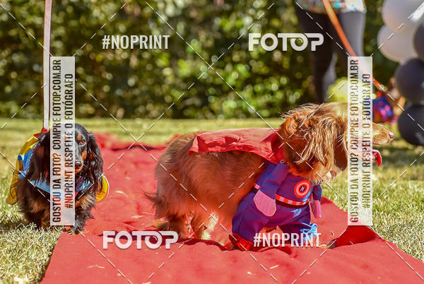 Buy your photos of the event5 Encontro Oficial de Dachshunds e Concurso de Fantasias do Clube dos Salsichanos de Ribeiro Preto/SP on Fotop