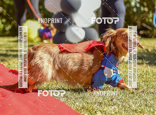 Buy your photos of the event5 Encontro Oficial de Dachshunds e Concurso de Fantasias do Clube dos Salsichanos de Ribeiro Preto/SP on Fotop