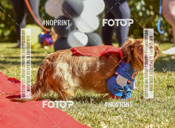 Buy your photos of the event5 Encontro Oficial de Dachshunds e Concurso de Fantasias do Clube dos Salsichanos de Ribeiro Preto/SP on Fotop