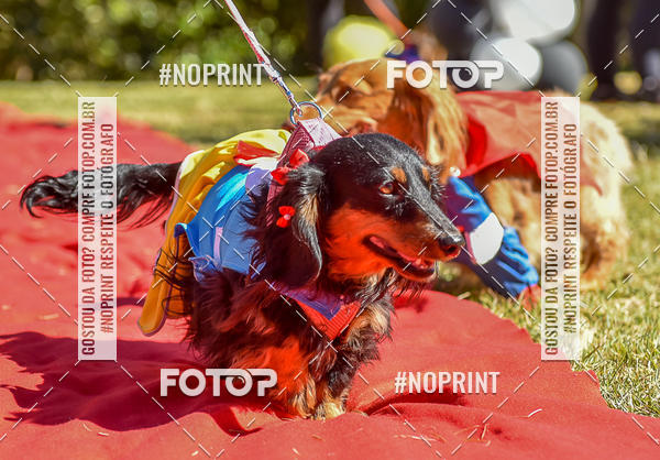 Buy your photos of the event5 Encontro Oficial de Dachshunds e Concurso de Fantasias do Clube dos Salsichanos de Ribeiro Preto/SP on Fotop