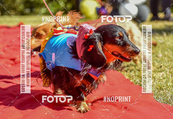 Buy your photos of the event5 Encontro Oficial de Dachshunds e Concurso de Fantasias do Clube dos Salsichanos de Ribeiro Preto/SP on Fotop