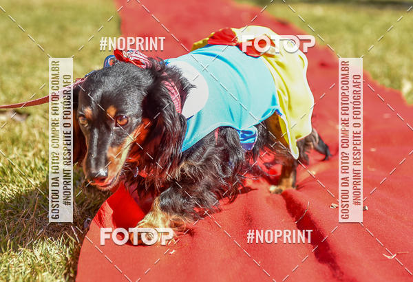 Buy your photos of the event5 Encontro Oficial de Dachshunds e Concurso de Fantasias do Clube dos Salsichanos de Ribeiro Preto/SP on Fotop