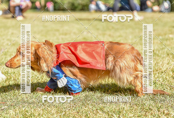 Buy your photos of the event5 Encontro Oficial de Dachshunds e Concurso de Fantasias do Clube dos Salsichanos de Ribeiro Preto/SP on Fotop