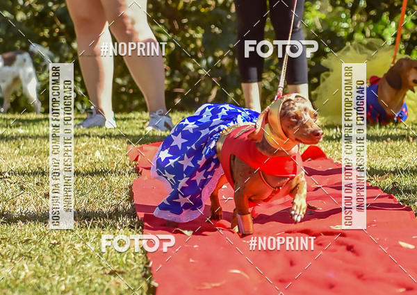 Buy your photos of the event5 Encontro Oficial de Dachshunds e Concurso de Fantasias do Clube dos Salsichanos de Ribeiro Preto/SP on Fotop