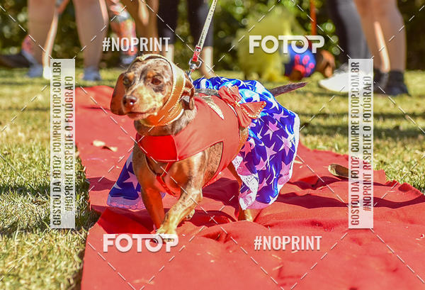 Buy your photos of the event5 Encontro Oficial de Dachshunds e Concurso de Fantasias do Clube dos Salsichanos de Ribeiro Preto/SP on Fotop