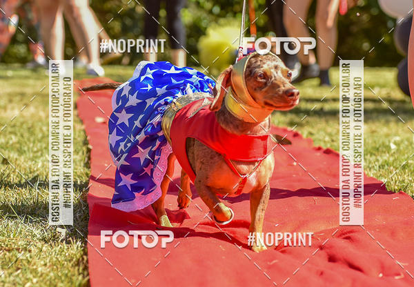 Buy your photos of the event5 Encontro Oficial de Dachshunds e Concurso de Fantasias do Clube dos Salsichanos de Ribeiro Preto/SP on Fotop