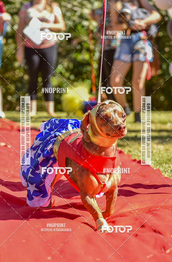 Buy your photos of the event5 Encontro Oficial de Dachshunds e Concurso de Fantasias do Clube dos Salsichanos de Ribeiro Preto/SP on Fotop