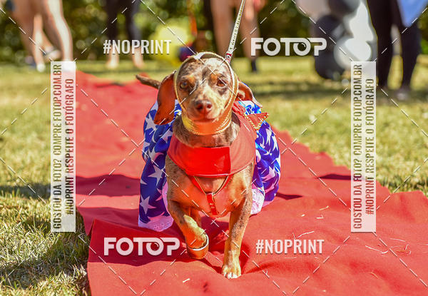 Buy your photos of the event5 Encontro Oficial de Dachshunds e Concurso de Fantasias do Clube dos Salsichanos de Ribeiro Preto/SP on Fotop