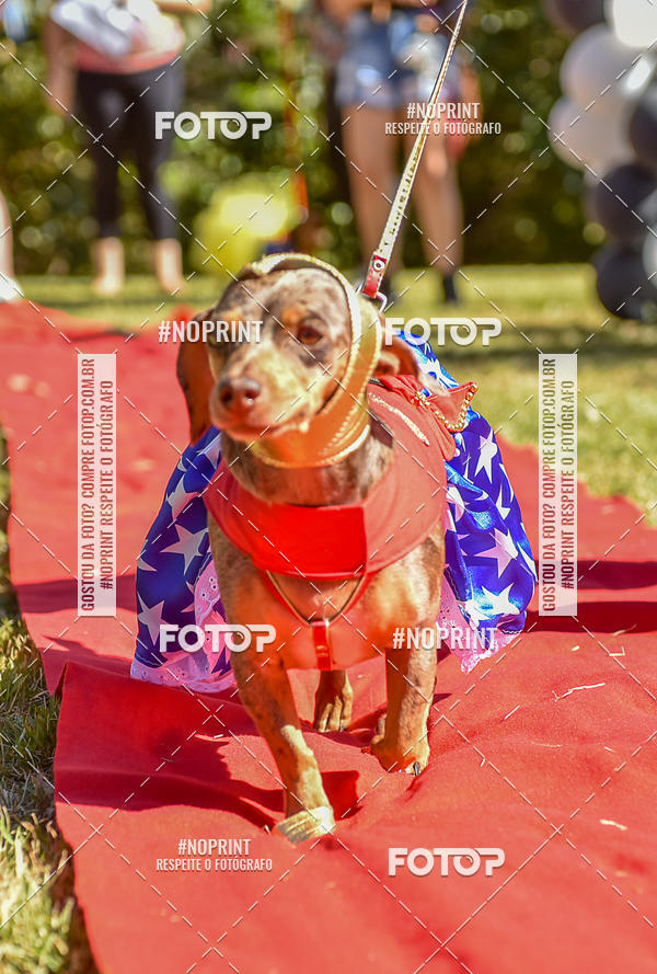Buy your photos of the event5 Encontro Oficial de Dachshunds e Concurso de Fantasias do Clube dos Salsichanos de Ribeiro Preto/SP on Fotop