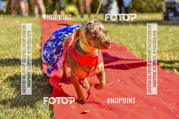 Buy your photos of the event5 Encontro Oficial de Dachshunds e Concurso de Fantasias do Clube dos Salsichanos de Ribeiro Preto/SP on Fotop