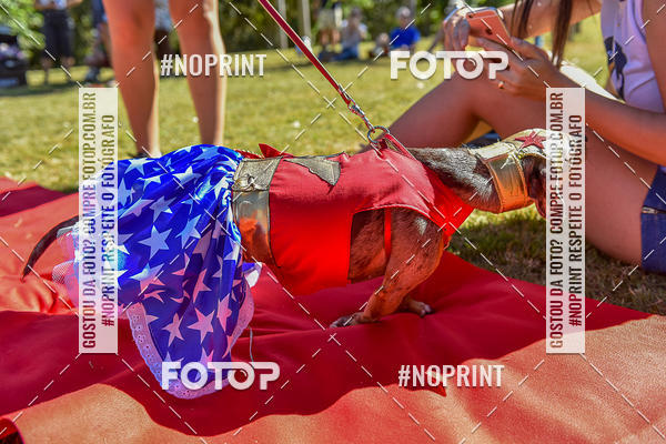 Buy your photos of the event5 Encontro Oficial de Dachshunds e Concurso de Fantasias do Clube dos Salsichanos de Ribeiro Preto/SP on Fotop