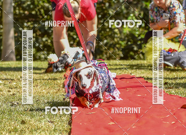Buy your photos of the event5 Encontro Oficial de Dachshunds e Concurso de Fantasias do Clube dos Salsichanos de Ribeiro Preto/SP on Fotop