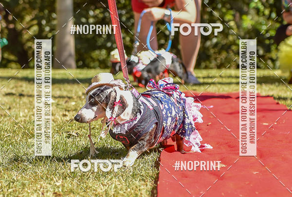 Buy your photos of the event5 Encontro Oficial de Dachshunds e Concurso de Fantasias do Clube dos Salsichanos de Ribeiro Preto/SP on Fotop