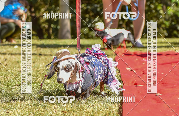 Buy your photos of the event5 Encontro Oficial de Dachshunds e Concurso de Fantasias do Clube dos Salsichanos de Ribeiro Preto/SP on Fotop