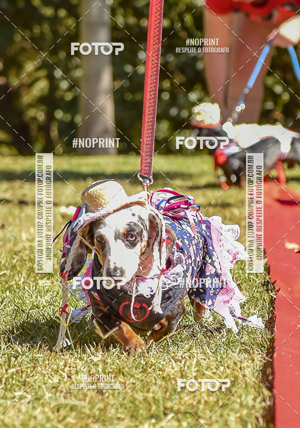 Buy your photos of the event5 Encontro Oficial de Dachshunds e Concurso de Fantasias do Clube dos Salsichanos de Ribeiro Preto/SP on Fotop