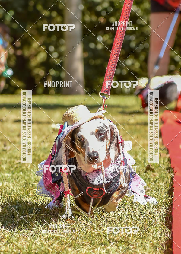 Buy your photos of the event5 Encontro Oficial de Dachshunds e Concurso de Fantasias do Clube dos Salsichanos de Ribeiro Preto/SP on Fotop