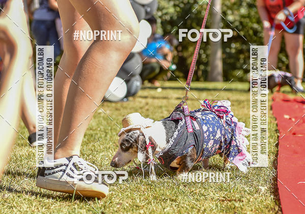 Buy your photos of the event5 Encontro Oficial de Dachshunds e Concurso de Fantasias do Clube dos Salsichanos de Ribeiro Preto/SP on Fotop