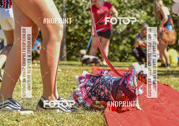 Buy your photos of the event5 Encontro Oficial de Dachshunds e Concurso de Fantasias do Clube dos Salsichanos de Ribeiro Preto/SP on Fotop