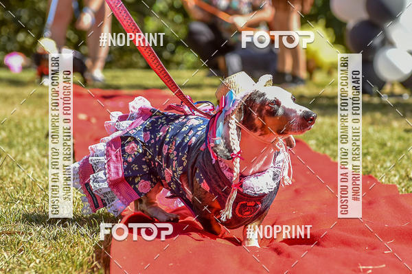 Buy your photos of the event5 Encontro Oficial de Dachshunds e Concurso de Fantasias do Clube dos Salsichanos de Ribeiro Preto/SP on Fotop