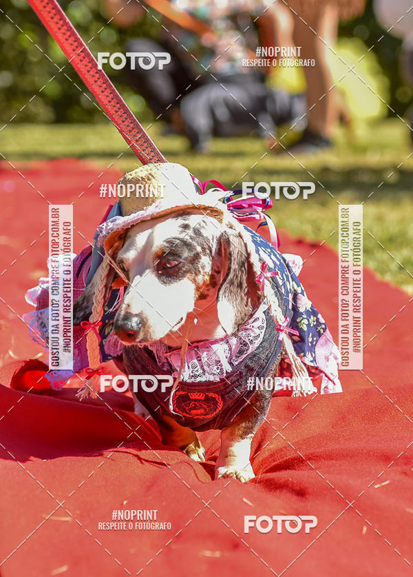 Buy your photos of the event5 Encontro Oficial de Dachshunds e Concurso de Fantasias do Clube dos Salsichanos de Ribeiro Preto/SP on Fotop