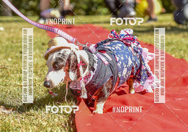 Buy your photos of the event5 Encontro Oficial de Dachshunds e Concurso de Fantasias do Clube dos Salsichanos de Ribeiro Preto/SP on Fotop