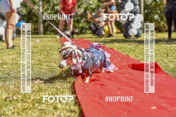 Buy your photos of the event5 Encontro Oficial de Dachshunds e Concurso de Fantasias do Clube dos Salsichanos de Ribeiro Preto/SP on Fotop