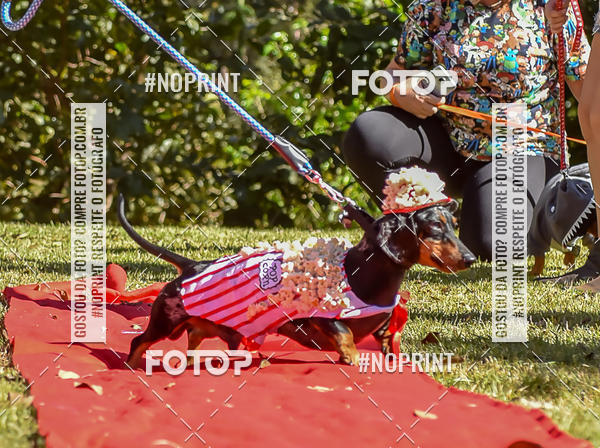 Buy your photos of the event5 Encontro Oficial de Dachshunds e Concurso de Fantasias do Clube dos Salsichanos de Ribeiro Preto/SP on Fotop