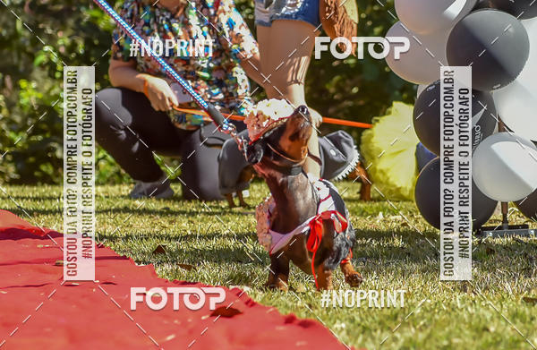 Buy your photos of the event5 Encontro Oficial de Dachshunds e Concurso de Fantasias do Clube dos Salsichanos de Ribeiro Preto/SP on Fotop