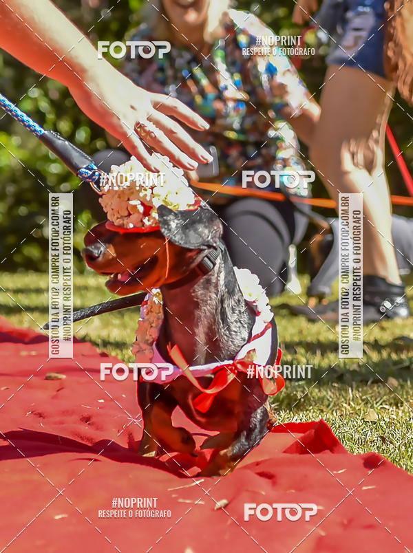 Buy your photos of the event5 Encontro Oficial de Dachshunds e Concurso de Fantasias do Clube dos Salsichanos de Ribeiro Preto/SP on Fotop
