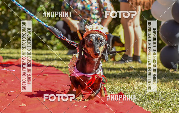 Buy your photos of the event5 Encontro Oficial de Dachshunds e Concurso de Fantasias do Clube dos Salsichanos de Ribeiro Preto/SP on Fotop