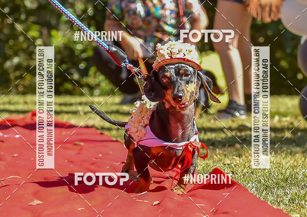 Buy your photos of the event5 Encontro Oficial de Dachshunds e Concurso de Fantasias do Clube dos Salsichanos de Ribeiro Preto/SP on Fotop