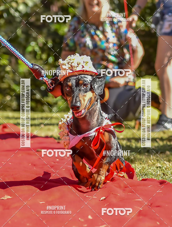 Buy your photos of the event5 Encontro Oficial de Dachshunds e Concurso de Fantasias do Clube dos Salsichanos de Ribeiro Preto/SP on Fotop