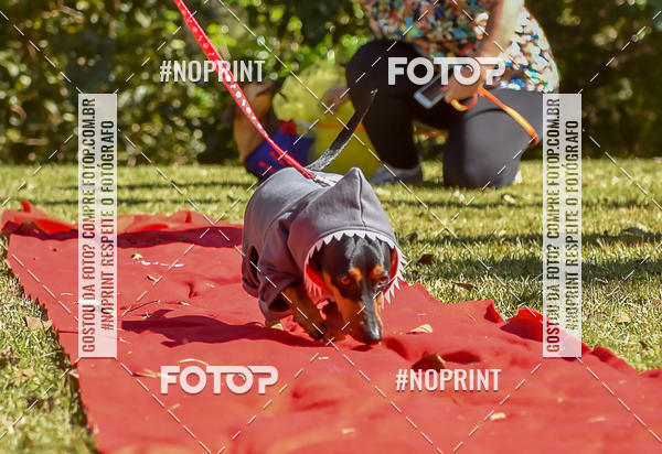 Buy your photos of the event5 Encontro Oficial de Dachshunds e Concurso de Fantasias do Clube dos Salsichanos de Ribeiro Preto/SP on Fotop