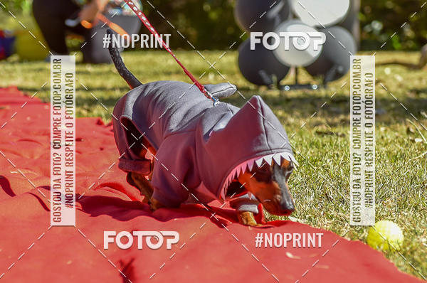 Buy your photos of the event5 Encontro Oficial de Dachshunds e Concurso de Fantasias do Clube dos Salsichanos de Ribeiro Preto/SP on Fotop